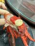【现货】首鲜码头净重海鲜礼盒大礼包16种10斤含帝王蟹龙虾海产送礼源头直发 实拍图
