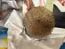 京鲜生马来西亚D197猫山王榴莲冷冻3-3.5斤保4房新鲜水果端午节礼物 实拍图