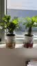 花翁栀子花盆栽四季开花卉大全树苗室内绿植好养易活茉莉花源头直发 实拍图
