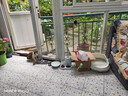 豆柴（docile）经典缤纷冻干狗粮成犬小型犬大型犬比熊泰迪狗粮 2kg 实拍图