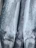 新鲜捕捞青岛大鲅鱼蓝点马鲛鱼渤海燕尾鲐鲅鱼净重无冰衣 5斤【5条装】 实拍图