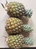 京鲜生海南金钻凤梨7.5-8斤单果900g起 新鲜菠萝水果 源头直发 实拍图