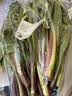【24小时鲜】富硒香芹苗200g(长度≤40cm) 实拍图