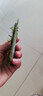疯狂水草莫斯水草慕斯鱼缸水草真水草净化鱼缸造景水生植物 源头直发包邮 实拍图