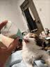 欢宠网幼猫奶瓶猫幼犬小猫喂奶器猫猫狗狗宠物奶嘴喂水喂药猫咪兔子小狗 实拍图