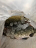 鲜活黄金鲫鱼400-500g/条 实拍图