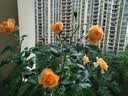 泰西丝灌木月季花树苗庭院阳台花卉绿植四季浓香盆栽蔷薇玫瑰花源头直发 实拍图