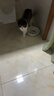 皇家猫粮 英短成猫粮 BS34 通用粮 12月以上 10KG 实拍图