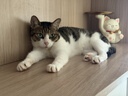 素力高（SolidGold）【美毛升级款】进口鲜肉美毛鳕鱼鱼油美毛猫粮12磅/5.44kg 实拍图