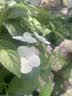集南鲜  四川凯特芒果 新鲜热带青皮黄皮大芒果 当季香甜水果芒果整箱 含箱5斤  单果501g起  净重4.5斤 实拍图