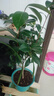 御卉阁茶花盆栽带花苞四季开花室内阳台好养浓香型山茶花树苗花卉绿植 六角大红 5年苗花苞多多 实拍图