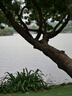 松下（Panasonic）Lumix G100D M43画幅相机 M43卡口 微单相机 无反数码相机 G100D+【12-60+25F1.7】双白盒套装 实拍图