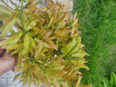 九阳（Joyoung）【价保618】浓香系列电压力锅5L双胆家用智能预约炖肉煲汤开盖煮猛火Y-50C72电饭煲高压锅4-6人 实拍图
