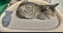 喵仙儿猫抓板猫窝一体耐磨不掉屑猫爪板大号剑麻猫玩具猫沙发 实拍图