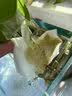 鱼缸黄水过滤清洁神器水族箱吸色片透水净水材料过滤器吸色纸 净水片【买20片送30片】50片装 实拍图