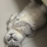 伯纳天纯冻干双拼猫粮生鲜三种鱼深海御鲜三文鱼美毛猫粮11kg囤货装 实拍图