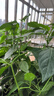 沪联植保爱美乐70%吡虫啉吡虫琳蚜虫药果蔬花卉粘腻虫黑飞粉虱农药杀虫剂 实拍图