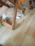 亿迪 猫粮冻干10斤成猫幼猫国产全价布偶蓝猫银渐层全阶段专用 实拍图