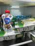 光明 畅优 原味 100g*8 风味发酵乳酸奶酸牛奶 实拍图