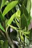植男植女金钱树大型盆栽植物室内客厅落地办公室轻奢招财好养绿植源头直发 实拍图