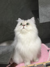 愛肯拿（ACANA）猫粮 牧场盛宴成猫幼猫粮 高蛋白无谷进口鸡肉粮7.2kg 效期27/6 实拍图