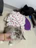 宜品达狗狗衣服夏季甜美可爱风连衣裙猫狗吊带蛋糕裙泰迪比熊透气蓬蓬裙 红色樱桃裙 S码-胸围35背长25【建议3-5斤】 实拍图