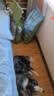 伯纳天纯狗粮中大型犬全价成年犬粮17kg羊肉蔓越莓味囤货装 实拍图