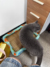 皇家猫粮 英短成猫粮 BS34 通用粮 12月以上 10KG 实拍图