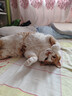BOTH 烘焙猫粮 幼猫成猫全阶段 鸭肉梨泪痕管理 猫粮试吃200g 实拍图