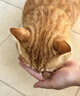 网易严选全价冻干双拼猫粮3.0成猫幼猫干粮鲜鸡肉7.2kg【囤货装】宠物金选 实拍图