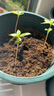 匠心绽放通用型营养土8L家庭园艺种植泥炭藓土有机质含量高肥力足17008 实拍图