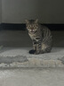 pidan猫砂 天然钠基球型猫砂2.4kg*4包 球型膨润土砂京东自营 实拍图