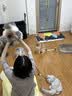 Orijen渴望幼猫猫粮无谷高肉含量奶糕幼猫增肥促进发育【官方授权】 【详情页领券更优惠】5.4kg-27/6/2 实拍图