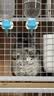 jolly pet products龙猫粮高蛋白多维龙猫主粮综合粮全方位营养粮 多维龙猫粮5斤加4包蔬菜干JP71 实拍图