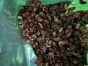 墨源大青盐中药材青海茶卡盐湖天然大粒青盐药粗盐用食热敷理疗包袋粉 花椒 250g*1袋 【新货】 实拍图