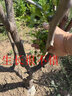 尔澜4cm嫁接冬枣树苗甜度大果树苗庭院阳台露天种植水果苗木源头直发 实拍图