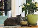 喔喔（WOWO）全价猫粮 经典大蓝包冻干三鲜 成猫通用猫干粮囤货装 混合口味6kg 实拍图