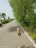 中牧股份CAHIC【冰仓当日发】中牧四联狗狗疫苗幼犬狂犬疫苗套餐狗细小瘟热疫苗 幼犬套餐(3针四联+狂犬 1ml*1瓶 ）+驱虫药1支 实拍图