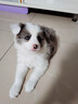 憨憨宠狗笼中小型犬狗笼子大猫笼带厕所加粗折叠宠物笼子柯基笼幼犬狗笼 加粗狗笼 银色 60*50*42cm 建议15斤内 带托盘式厕所+防卡脚垫片 实拍图
