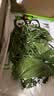 沃绣 蚕宝宝当天发货 活蚕宝宝蚕卵小蚕彩色蚕新鲜桑叶学生养蚕套装 1龄小蚕10条+小盒+桑叶 实拍图