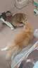 皇家泌尿道处方猫粮MUC34情绪舒缓稀释尿液成猫处方粮配方粮1.5KG*2 实拍图