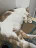 伟嘉猫粮成猫夹心粮 全价粮吞拿鱼1.3kg布偶蓝猫橘猫加菲英短猫咪 实拍图