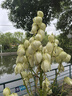 现剥新白沙花生米五谷杂粮粒大米新货花生粉皮大粒花生米无壳 1000g 净重2袋 精选白沙大粒 实拍图
