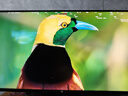 泰坦军团31.5英寸1152分区 MiniLED 4K 160Hz双模320Hz HDR1000 DyDs 新一代FAST VA电竞显示器P326MV PLUS 实拍图