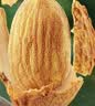 三只松鼠手剥巴旦木500g/袋装 坚果炒货干果扁核桃杏仁零食送礼  实拍图
