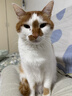 皇家成猫猫粮 口感型 ES35通用粮12月以上10KG 实拍图