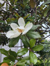 润本儿童植物精油手环30条*1袋儿童专用精油香圈卡通森林动物款 实拍图