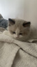 KONOKO宠物除臭剂猫咪猫砂抑菌除螨去尿味狗狗除臭喷雾臭味生物酶分解剂 实拍图