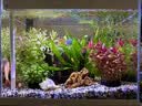 鱼缸黄水过滤清洁神器水族箱吸色片透水净水材料过滤器吸色纸 净水片【买20片送30片】50片装 实拍图