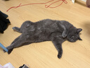 喵达纯鲜肉冻干鳕鱼鸡肉粒0添加猫零食猫咪增肥全期宠物食品150g 实拍图
